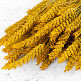 Wheat, (triticum), Yellow