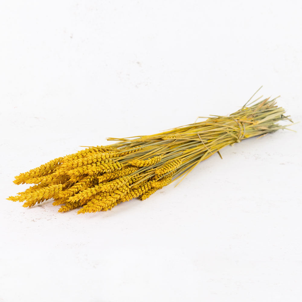 Wheat, (triticum), Yellow