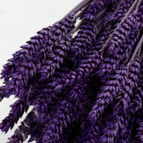 Wheat, (triticum), Purple