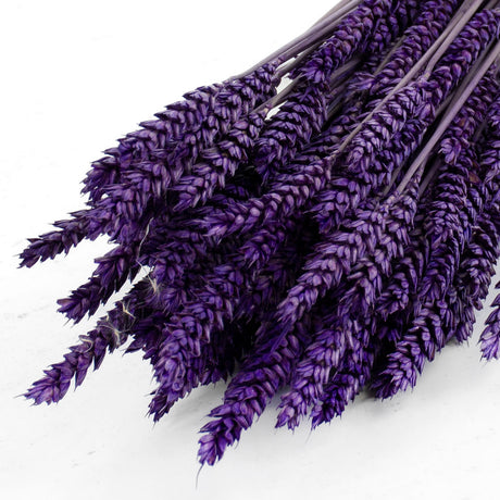 Wheat, (triticum), Purple