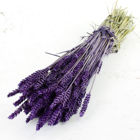Wheat, (triticum), Purple