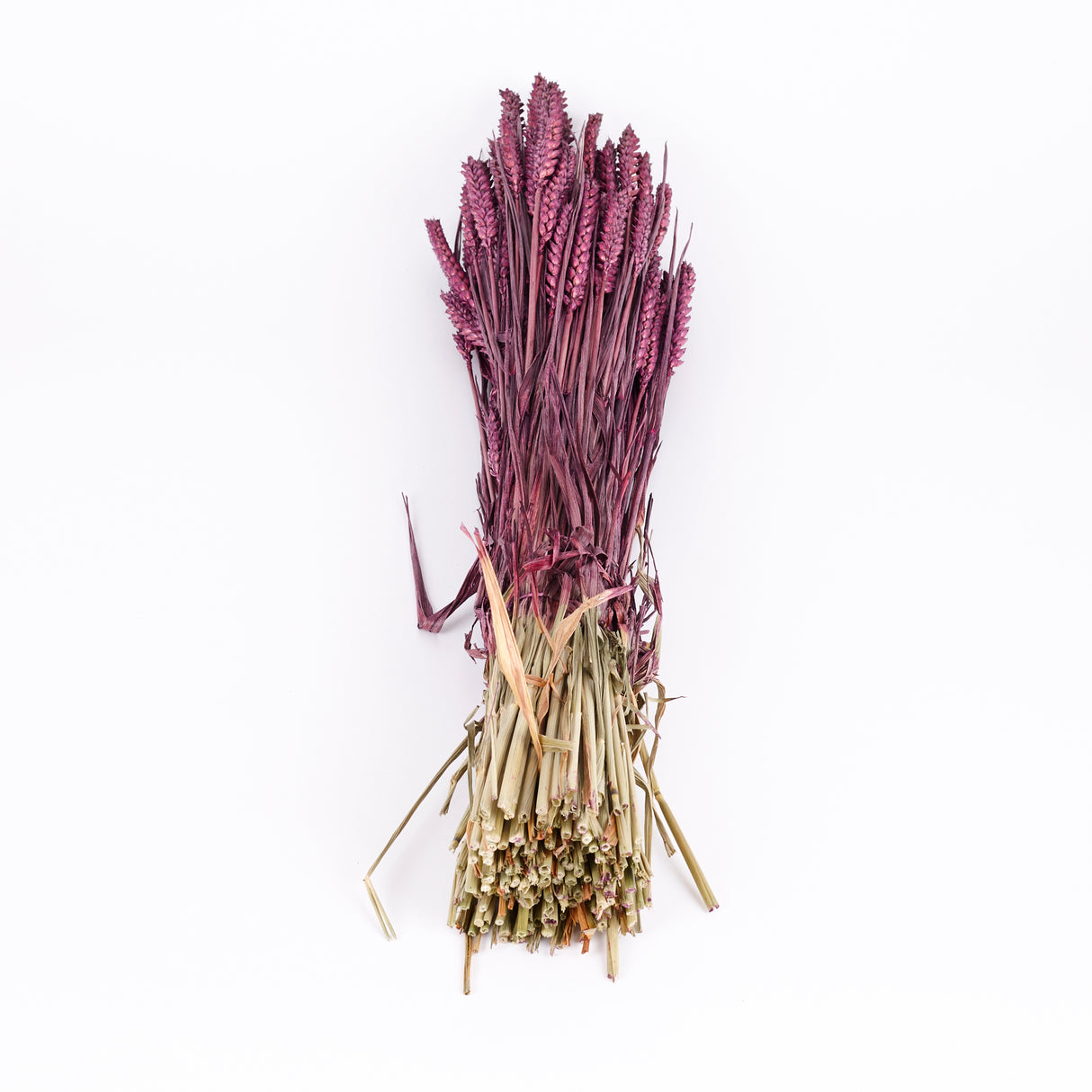Wheat, (Triticum), Dried, Prune