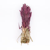 Wheat, (Triticum), Dried, Prune