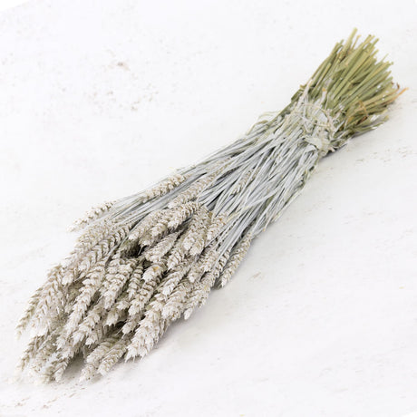 Wheat, (triticum), White Misty