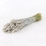 Wheat, (triticum), White Misty