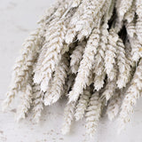 Wheat, (triticum), White Misty