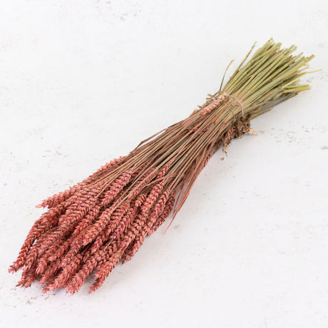 Wheat-triticum-Pink