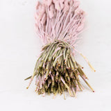 Wheat, (triticum), Pink Misty