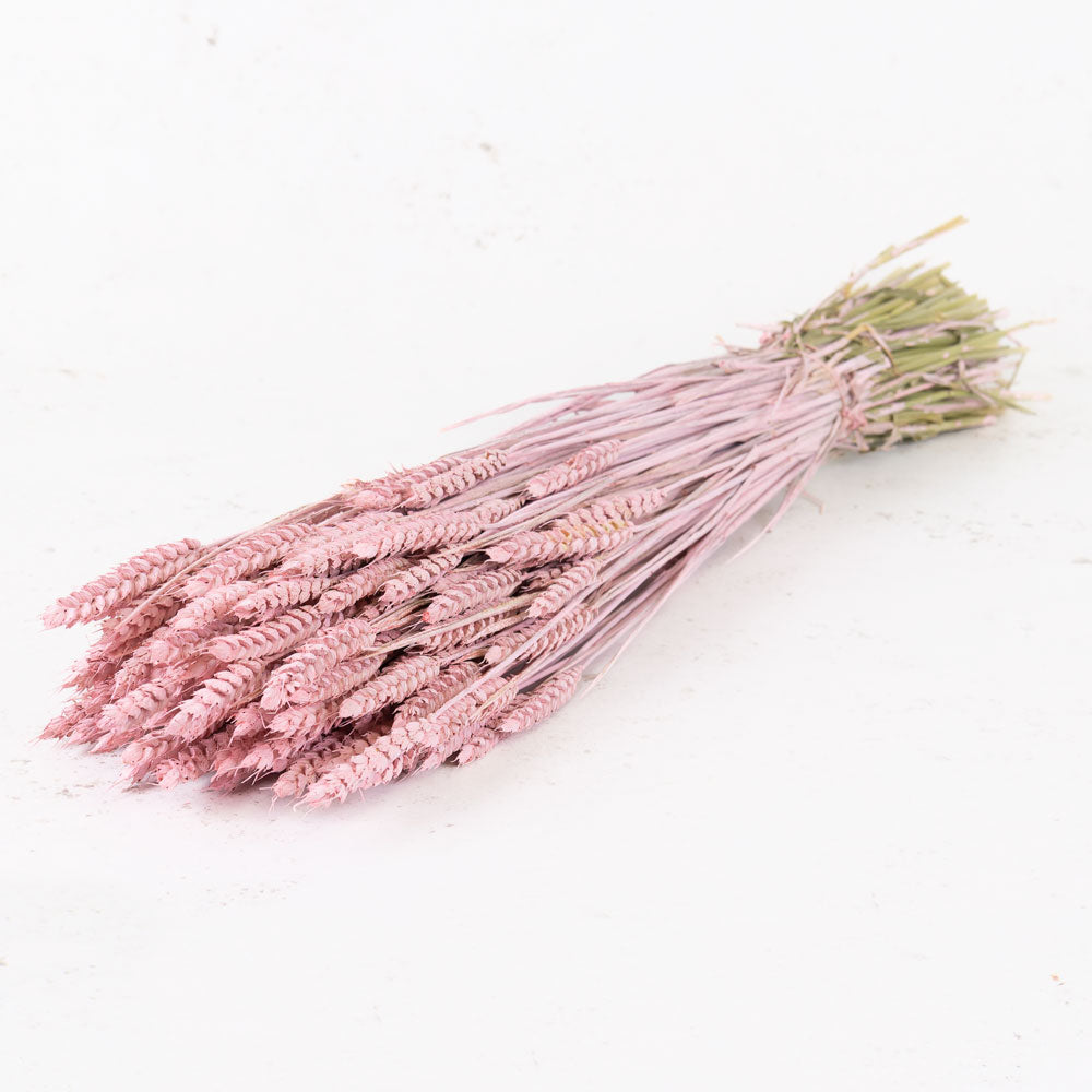 Wheat, (triticum), Pink Misty