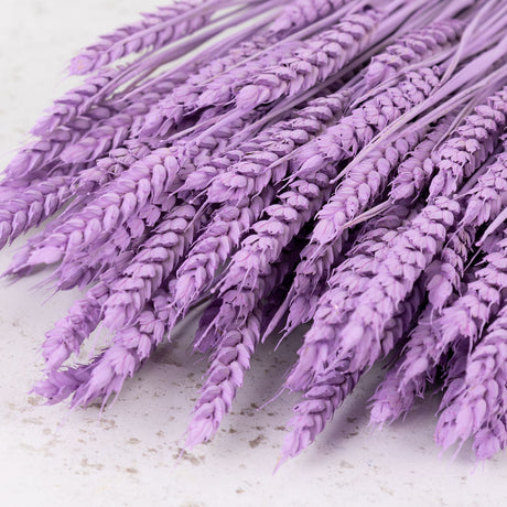 Wheat, (triticum), Lilac Misty