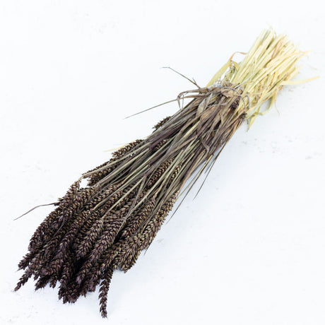 Wheat, (triticum), Deep Brown