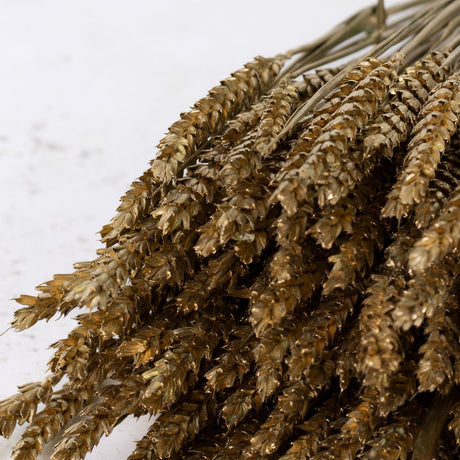 Wheat-Tarwe-Metallic-Gold-Bunch