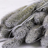 Setaria, (Foxtail Grass), Grey Misty