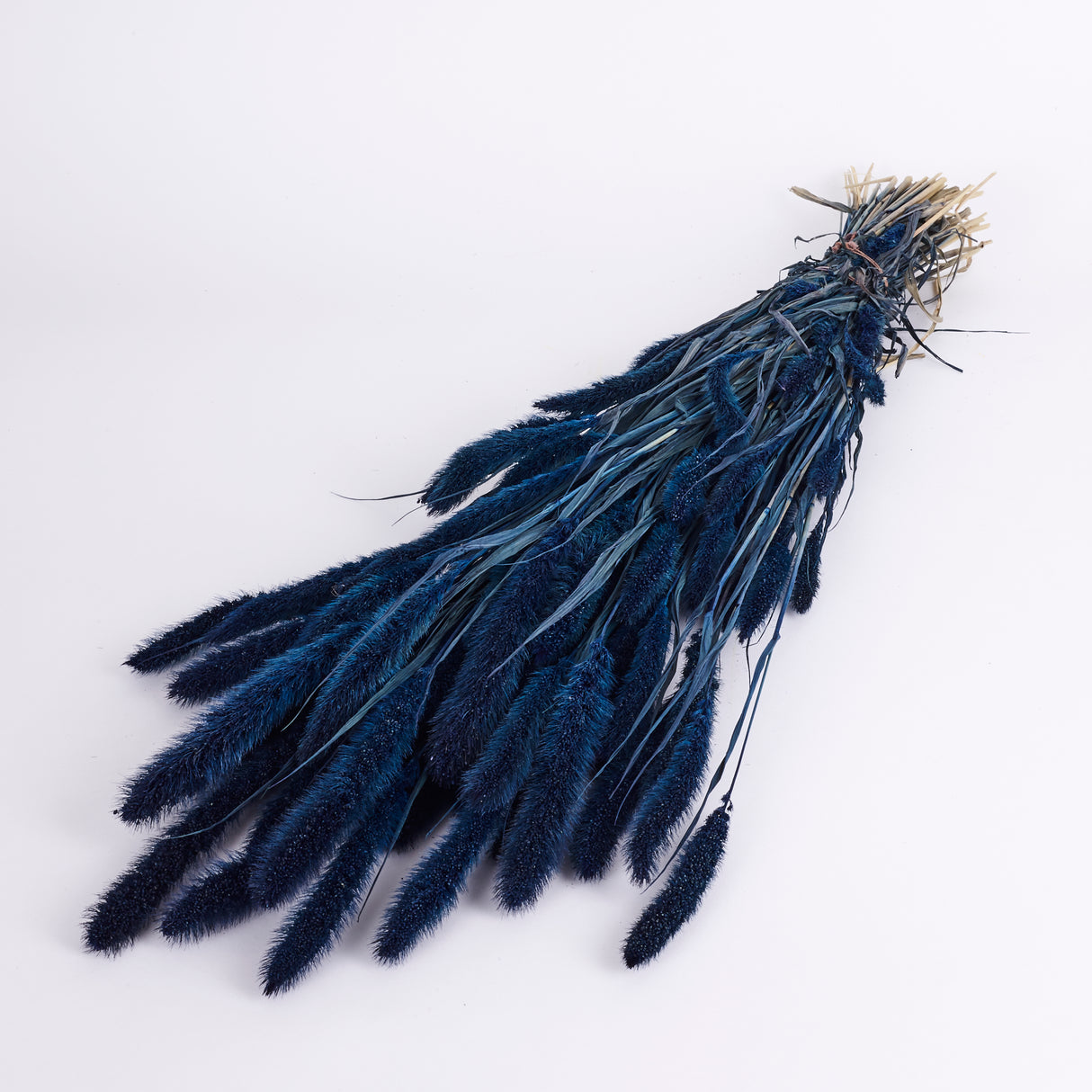 Setaria, (Foxtail Grass), Dark Blue