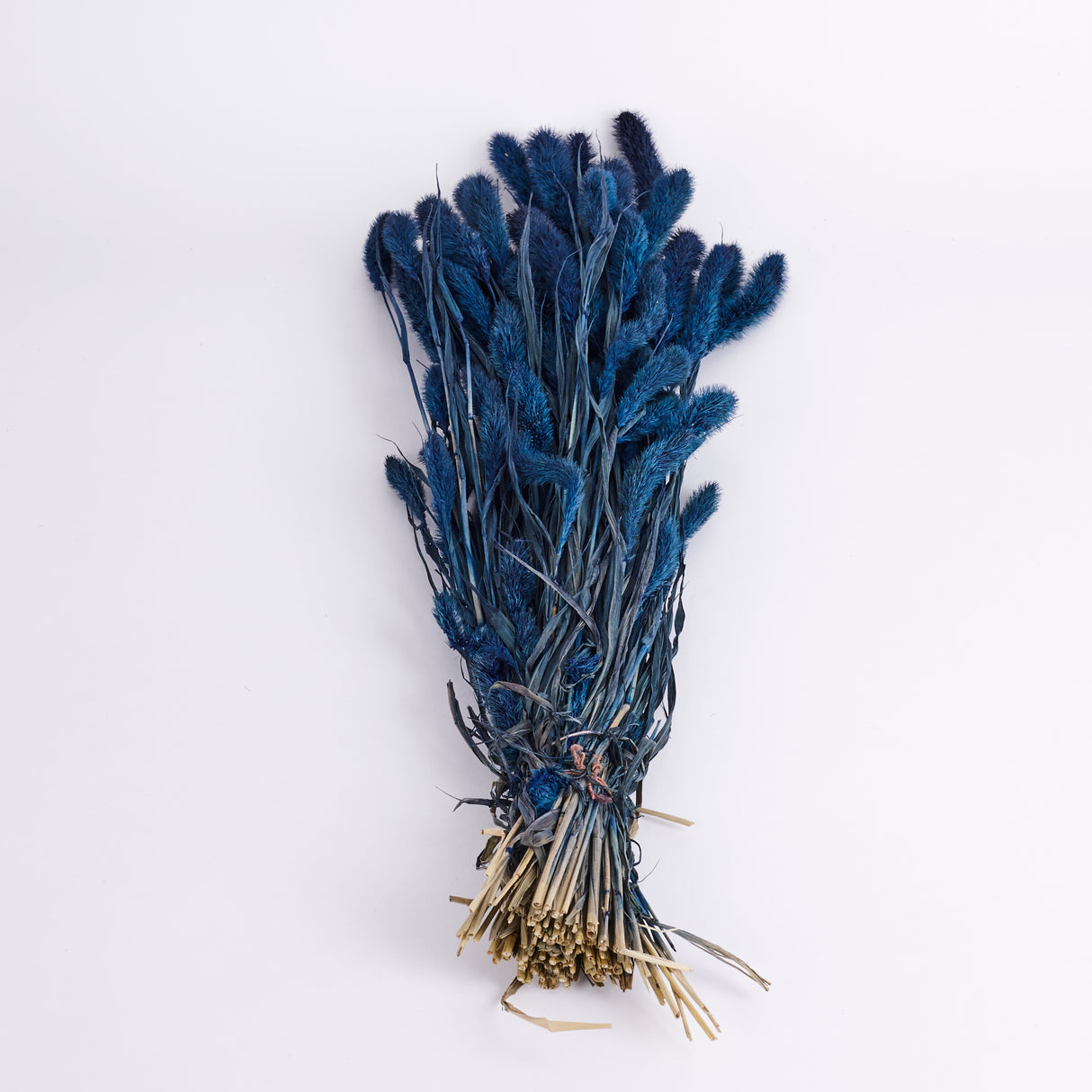 Setaria, (Foxtail Grass), Dark Blue