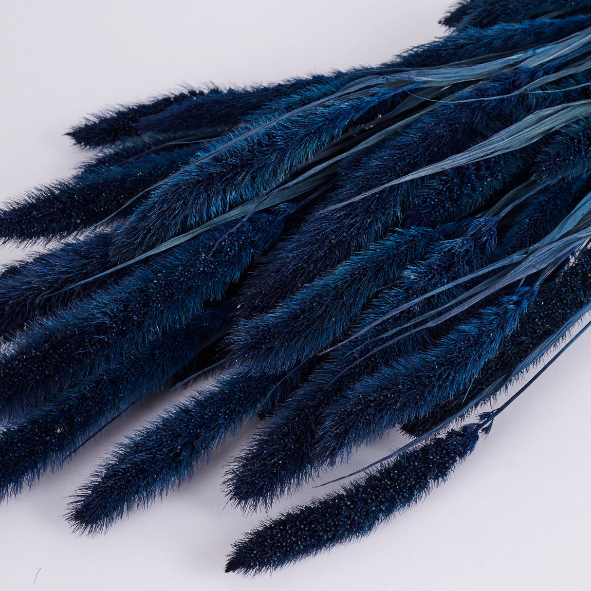 Setaria, (Foxtail Grass), Dark Blue