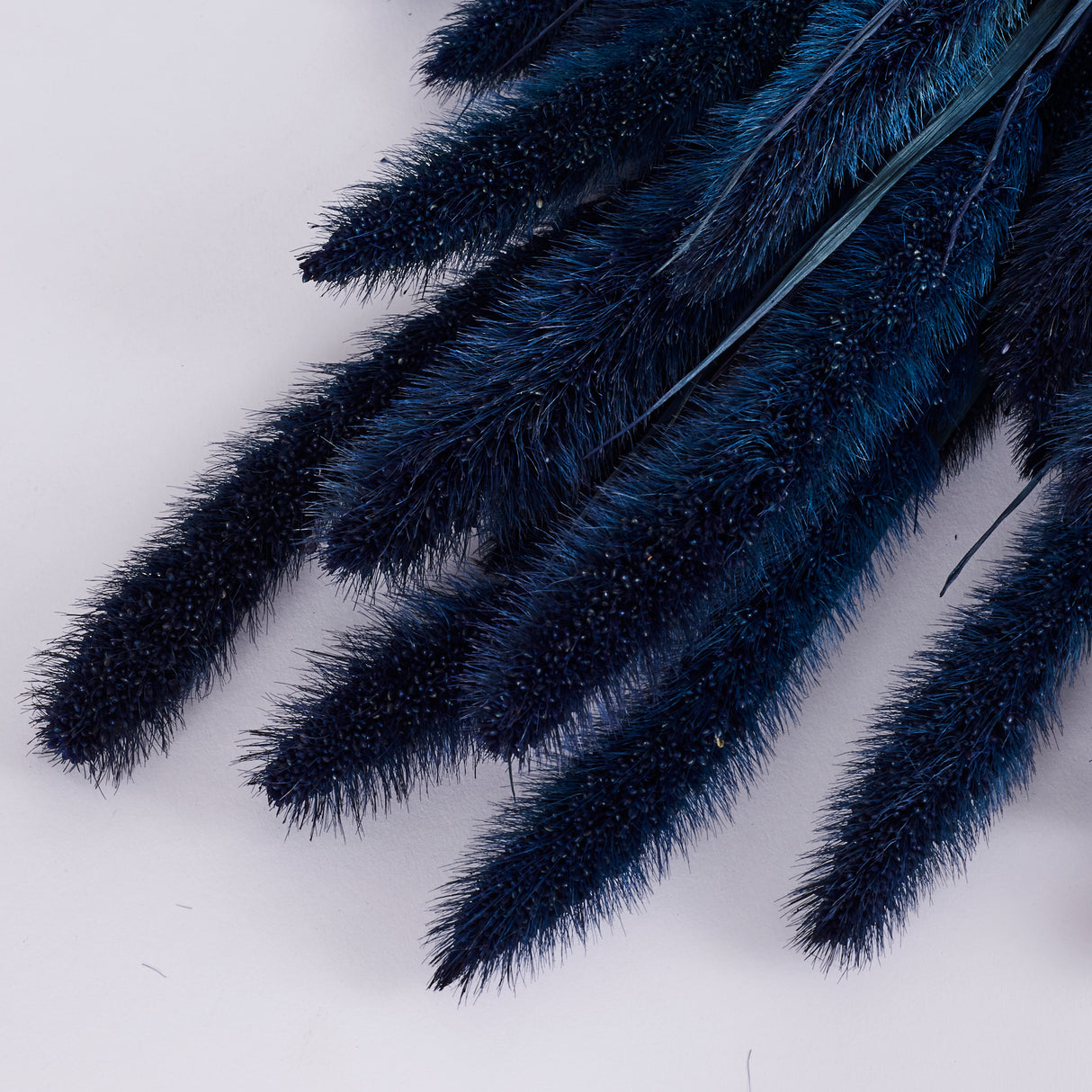 Setaria, (Foxtail Grass), Dark Blue