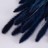 Setaria, (Foxtail Grass), Dark Blue