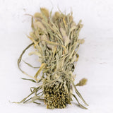 Setaria, (Foxtail Grass), Natural Green