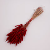 Lagurus ovatus, (Bunny Tails), Dried, Red, Bunch
