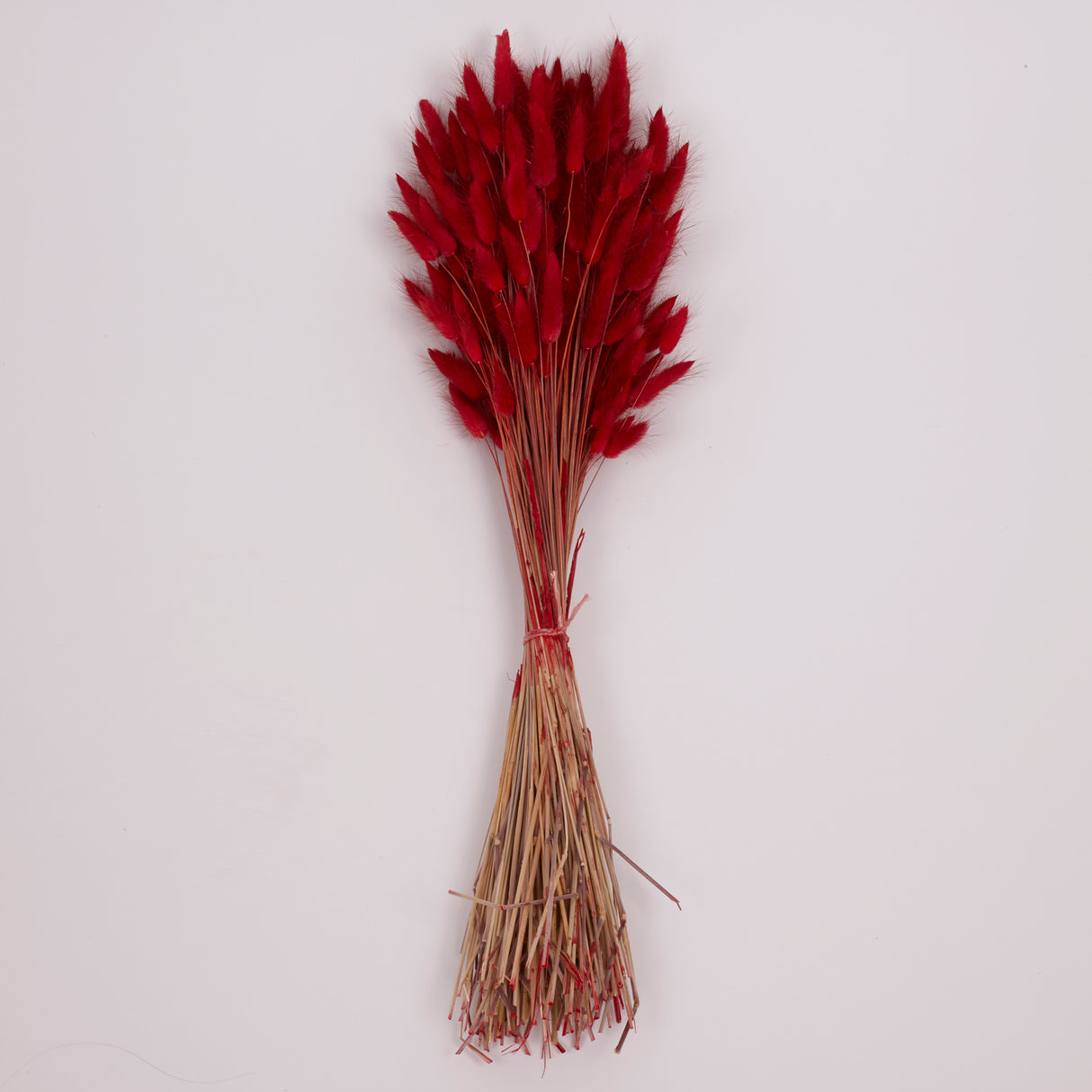 Lagurus ovatus, (Bunny Tails), Dried, Red, Bunch