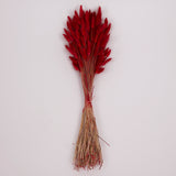 Lagurus ovatus, (Bunny Tails), Dried, Red, Bunch