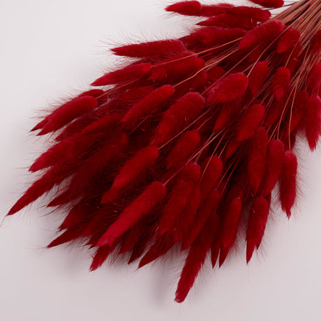 Lagurus ovatus, (bunnies tails), Red, Bunch