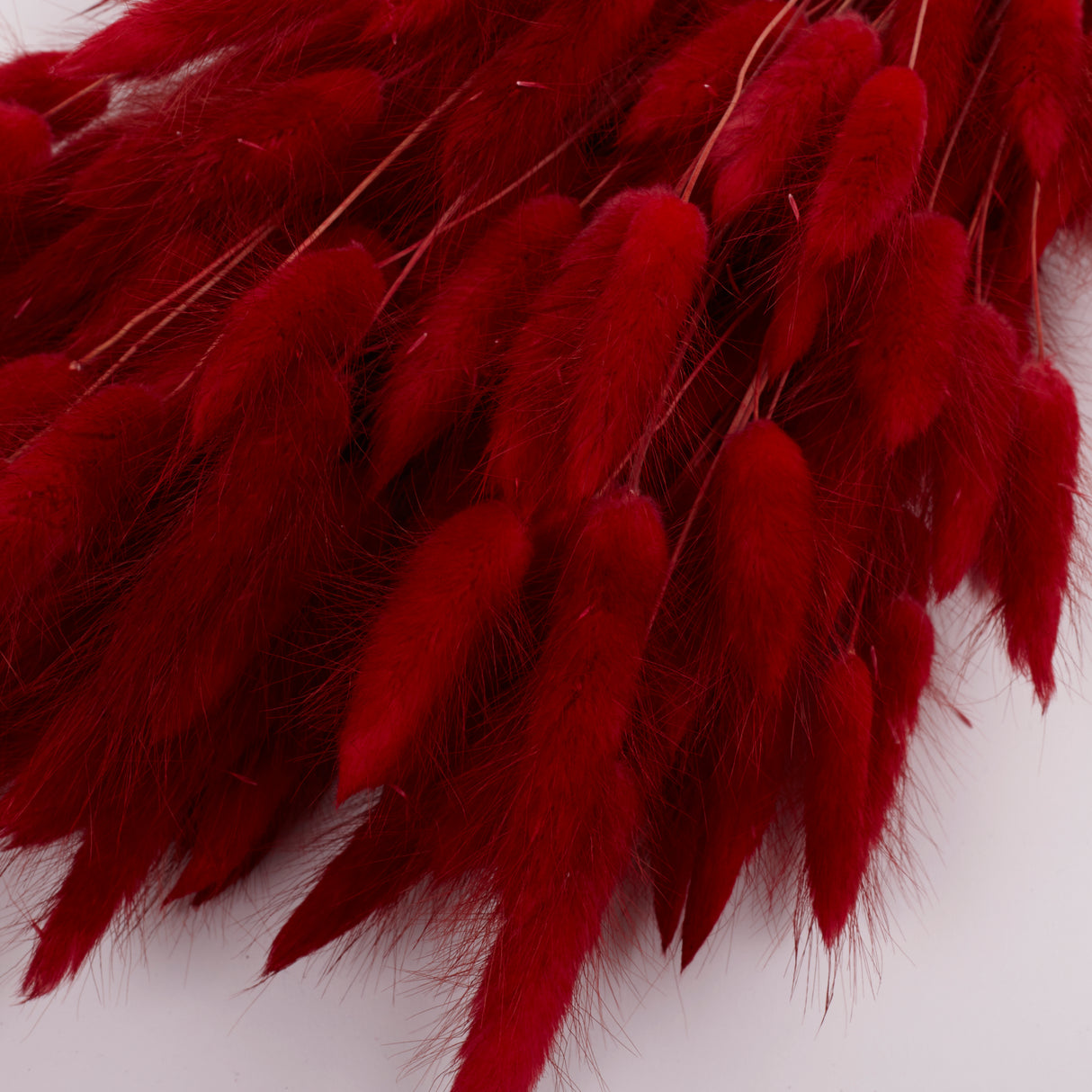 Lagurus ovatus, (Bunny Tails), Dried, Red, Bunch