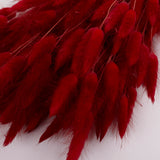Lagurus ovatus, (Bunny Tails), Dried, Red, Bunch