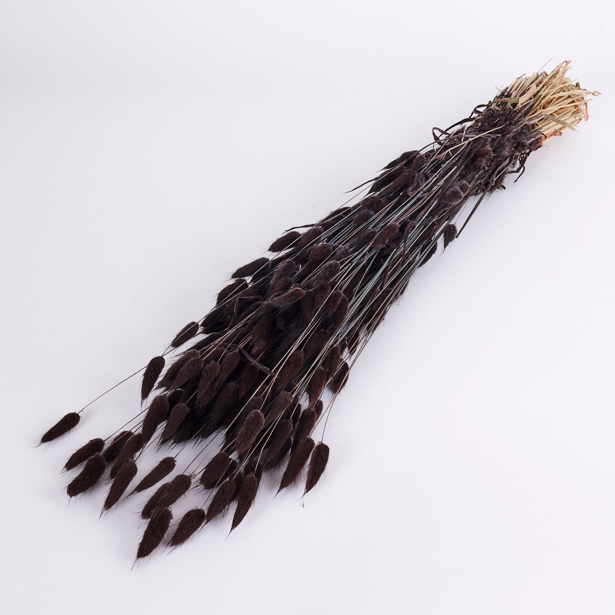 Lagurus ovatus, (Bunny Tails), Dried, Deep Brown, Bunch