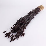 Lagurus ovatus, (Bunny Tails), Dried, Deep Brown, Bunch