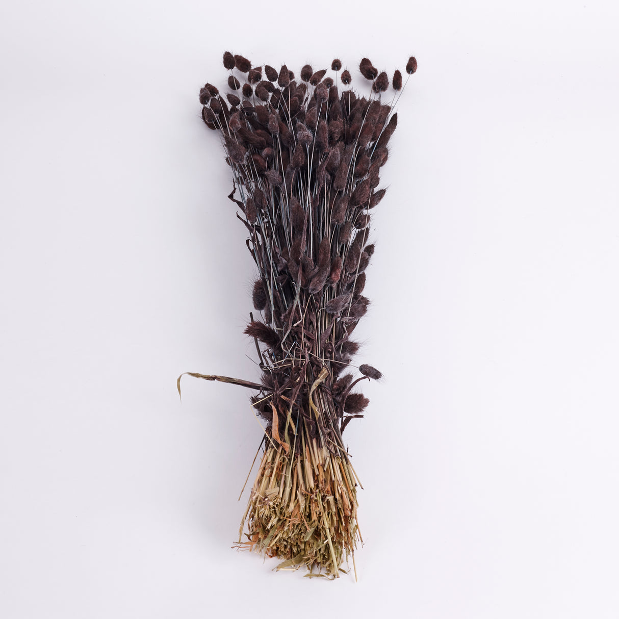 Lagurus ovatus, (Bunny Tails), Dried, Deep Brown, Bunch
