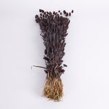 Lagurus ovatus, (Bunny Tails), Dried, Deep Brown, Bunch
