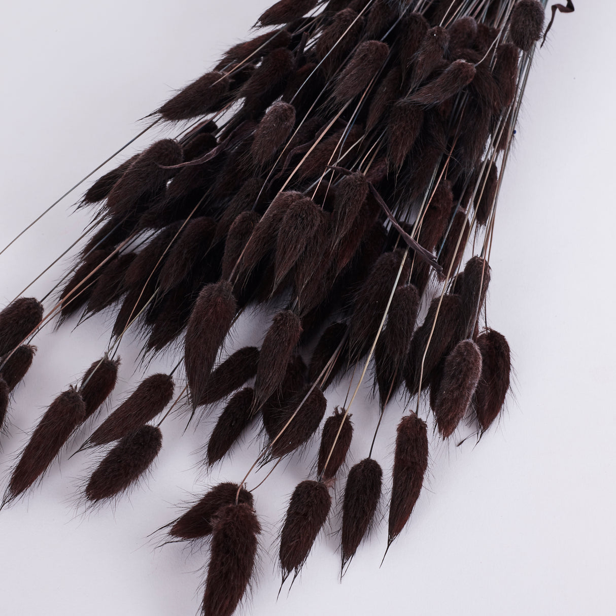 Lagurus ovatus, (Bunny Tails), Dried, Deep Brown, Bunch