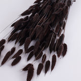 Lagurus ovatus, (Bunny Tails), Dried, Deep Brown, Bunch