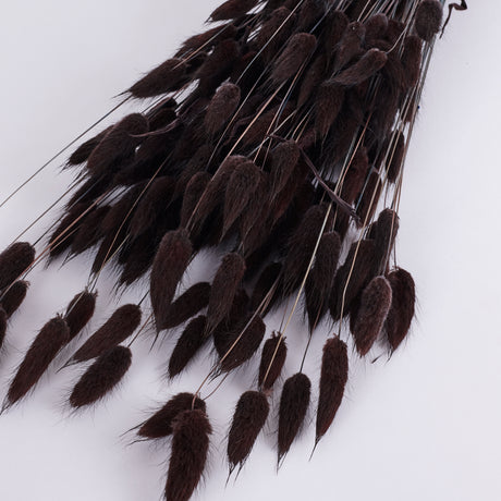 Lagurus ovatus, (Bunny Tails), Dried, Deep Brown, Bunch