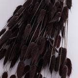 Lagurus ovatus, (Bunny Tails), Dried, Deep Brown, Bunch