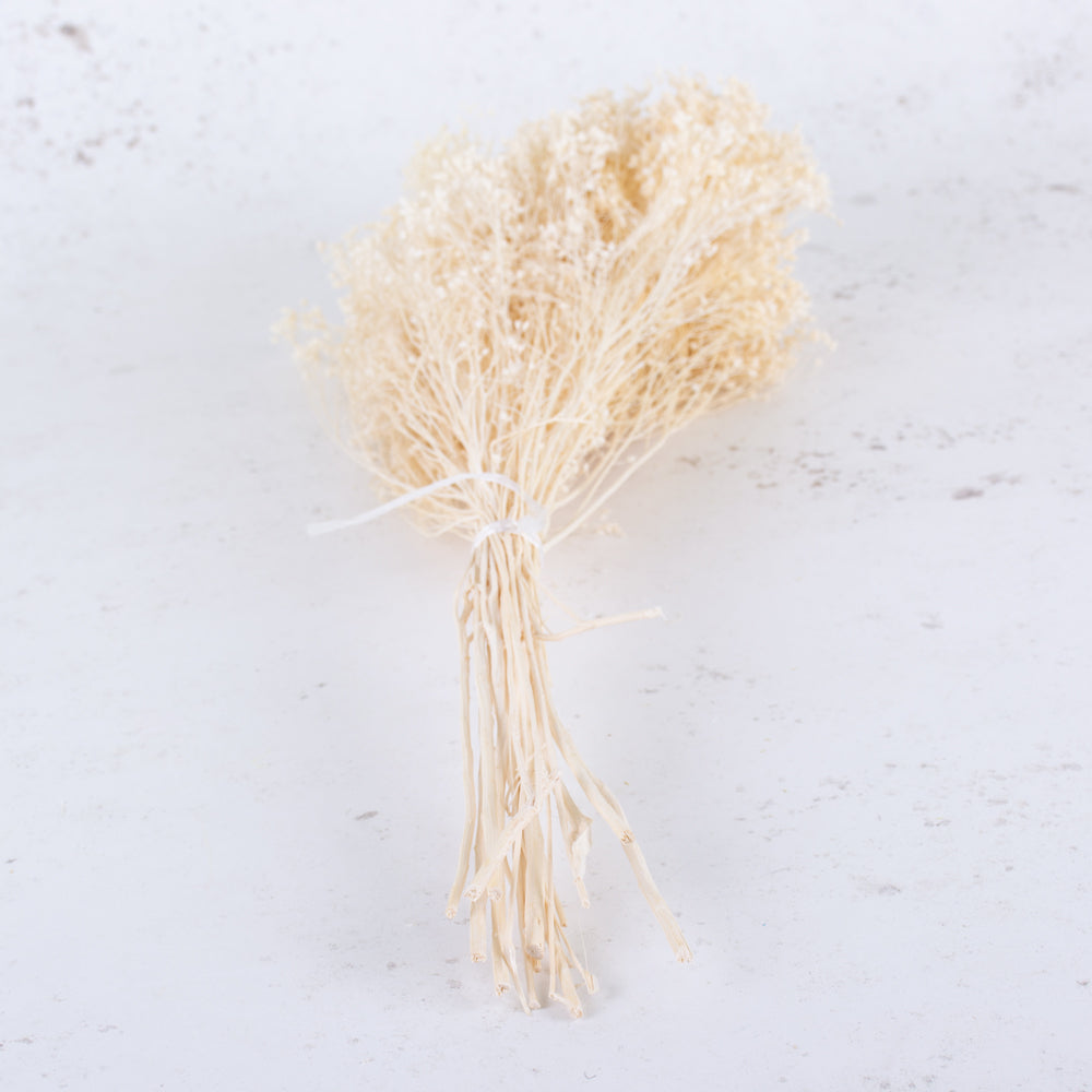 A bunch of dried broom bloom in bleached white colour