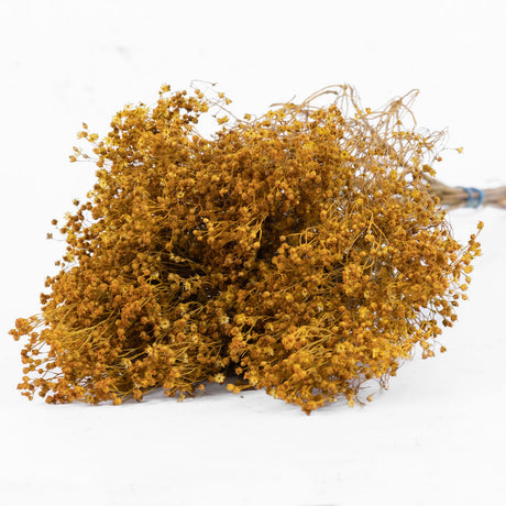 Broom Bloom, Dried, Yellow