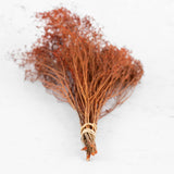 Broom Bloom, Dried, Burnt Orange