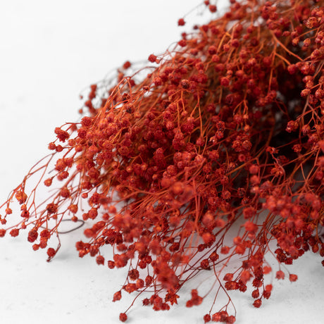 Broom Bloom, Dried, Burnt Orange