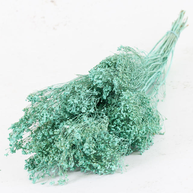 Broom Bloom, Dried, Blue Aqua