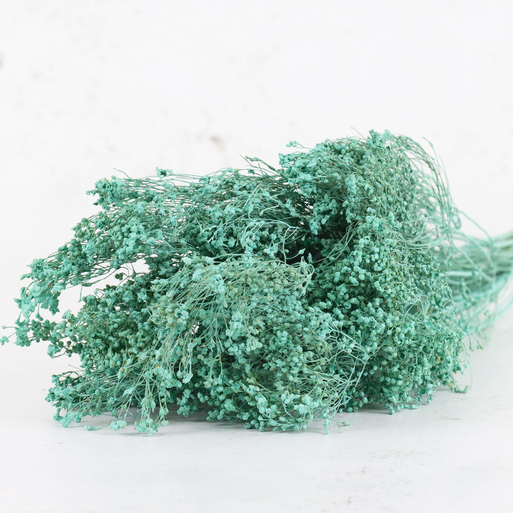 Broom Bloom, Dried, Blue Aqua