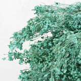 Broom Bloom, Dried, Blue Aqua