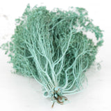 Broom Bloom, Dried, Blue Aqua