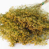 This image shows a bunch of naturally coloured broom bloom, showing yellows and muted greens, against a white background