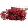 Broom Bloom, Dried, Red