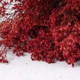 Broom Bloom, Dried, Red