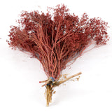 Broom Bloom, Dried, Red