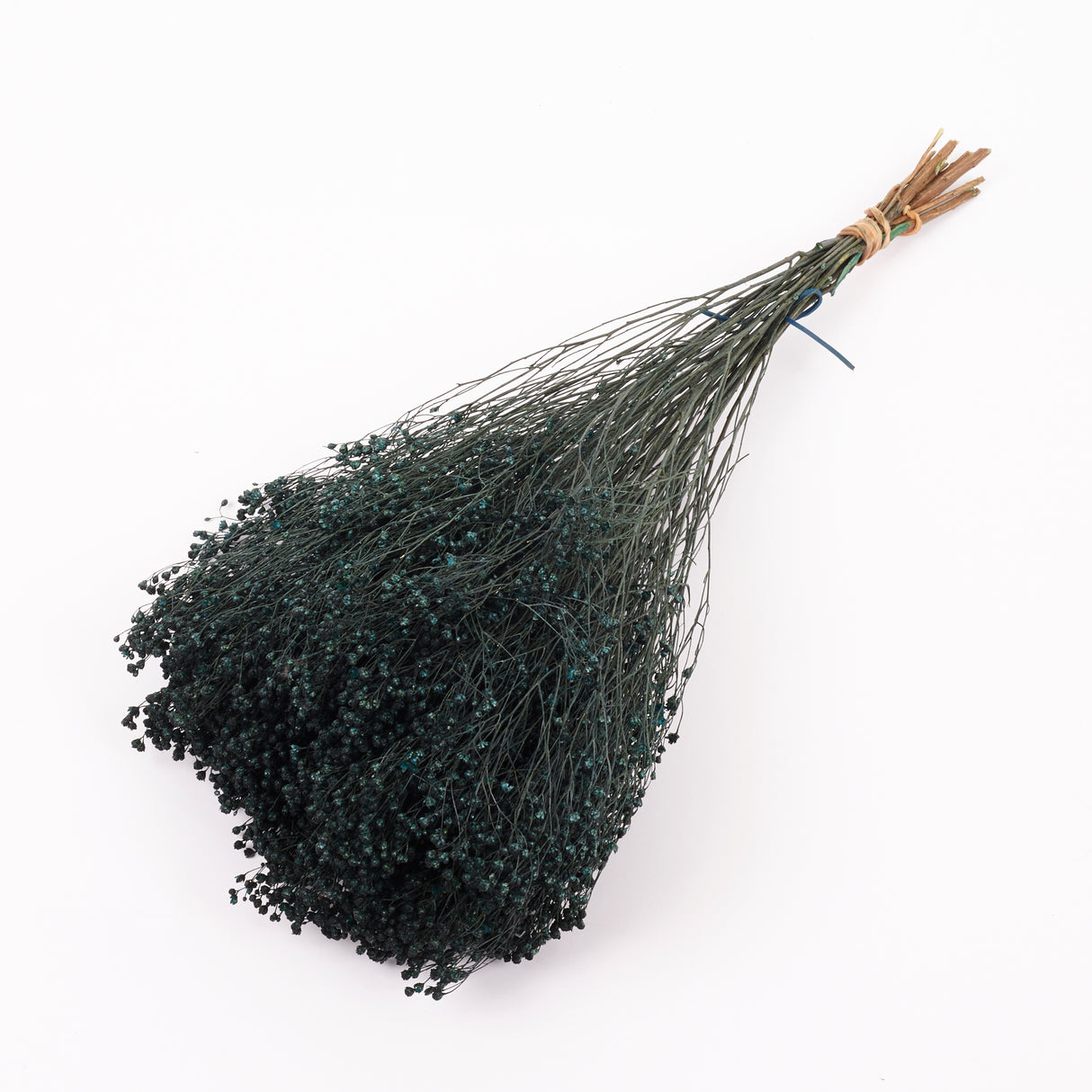 Broom bloom, Dried, Moss Green